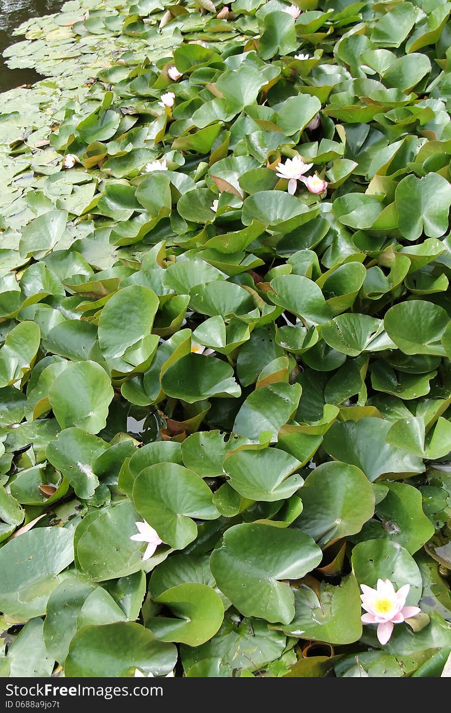 A Bed of Water Lillies Floating on a Pond Surface. A Bed of Water Lillies Floating on a Pond Surface.