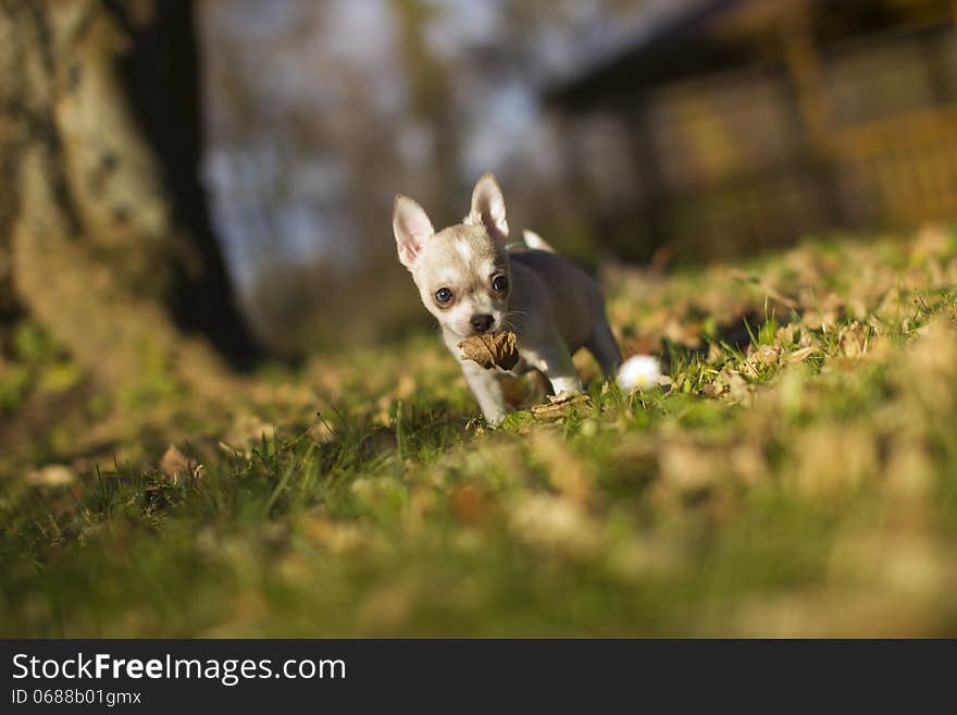 Little Chihuahua dog