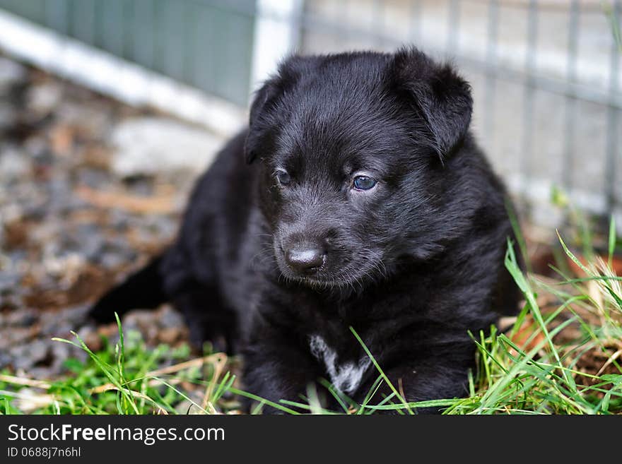 Cute black German Shepherd puppy lying down in grass.