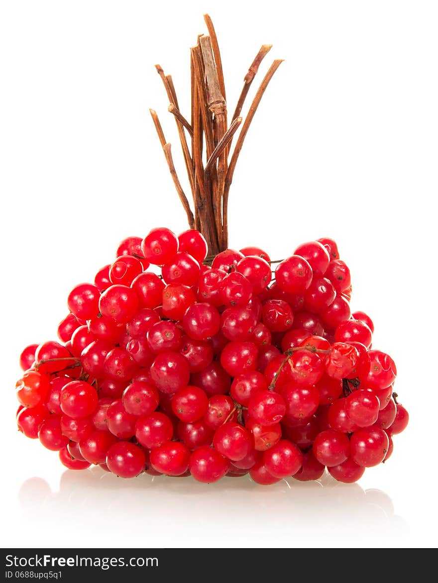 Linking of berries a guelder-rose