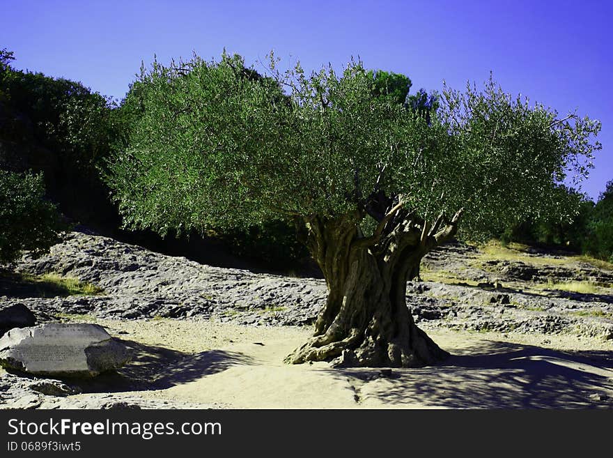 Very old olive tree