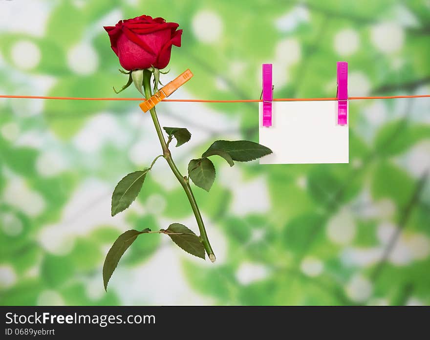 The rose and card hang on a linen rope against green foliage