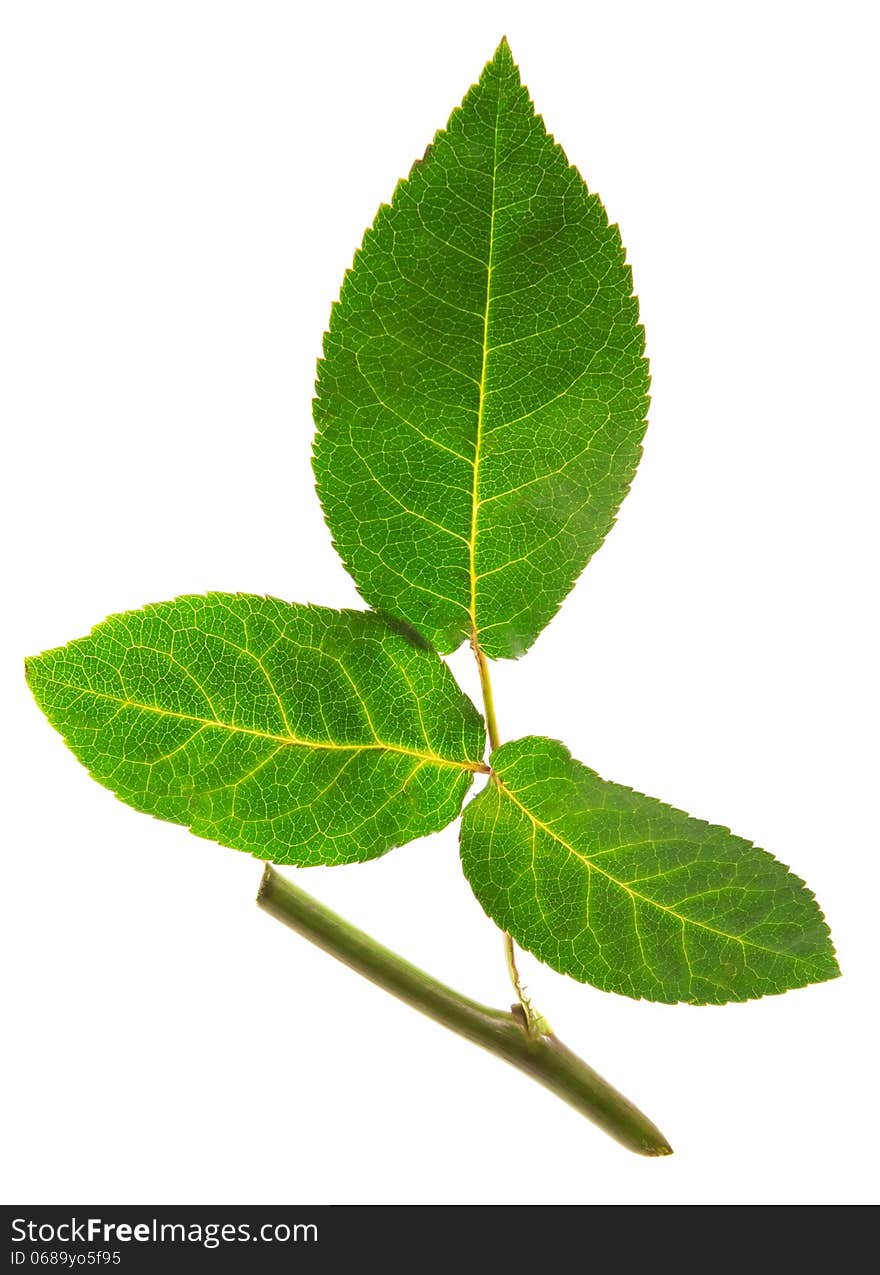 Rose leaf with stalk