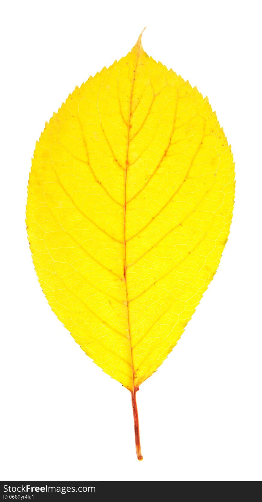 Bright yellow autumn leaf isolated on white