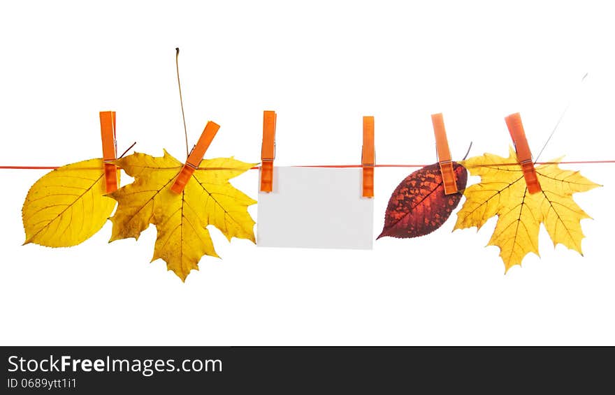 Different autumn leaves and empty card hang on a