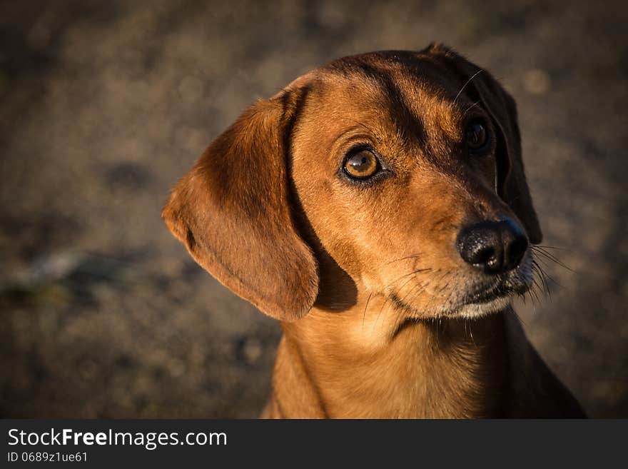 Smooth Dachshund is a small dog