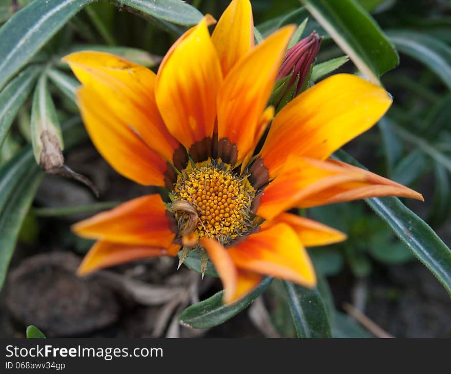 Gazania