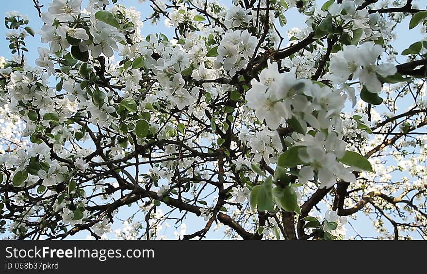 Blossom of apple