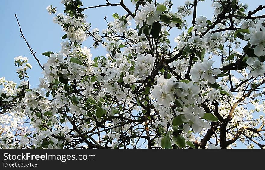 Apple blossom in spring on blue background. Apple blossom in spring on blue background