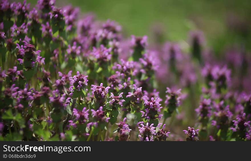 Flowers in the field in the spring