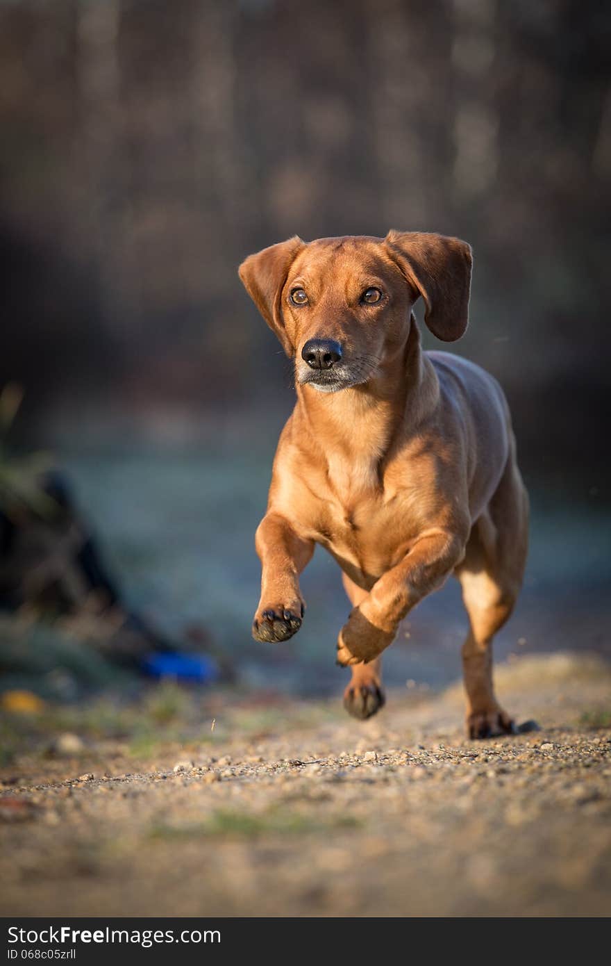 Smooth Dachshund is a small dog