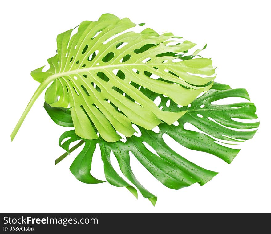 Two tropical leaf with water drops isolated on white