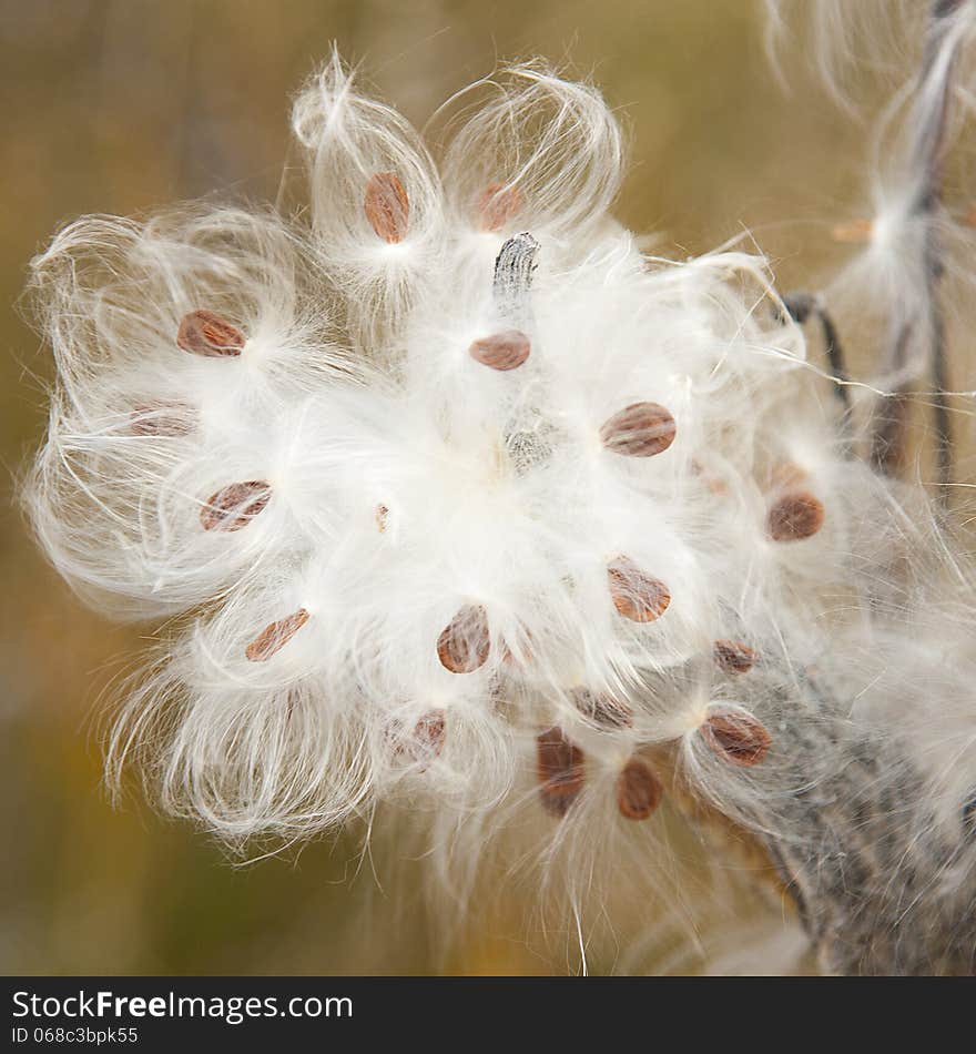 Seeds of a plant together with down have not scattered in the autumn yet. Seeds of a plant together with down have not scattered in the autumn yet.