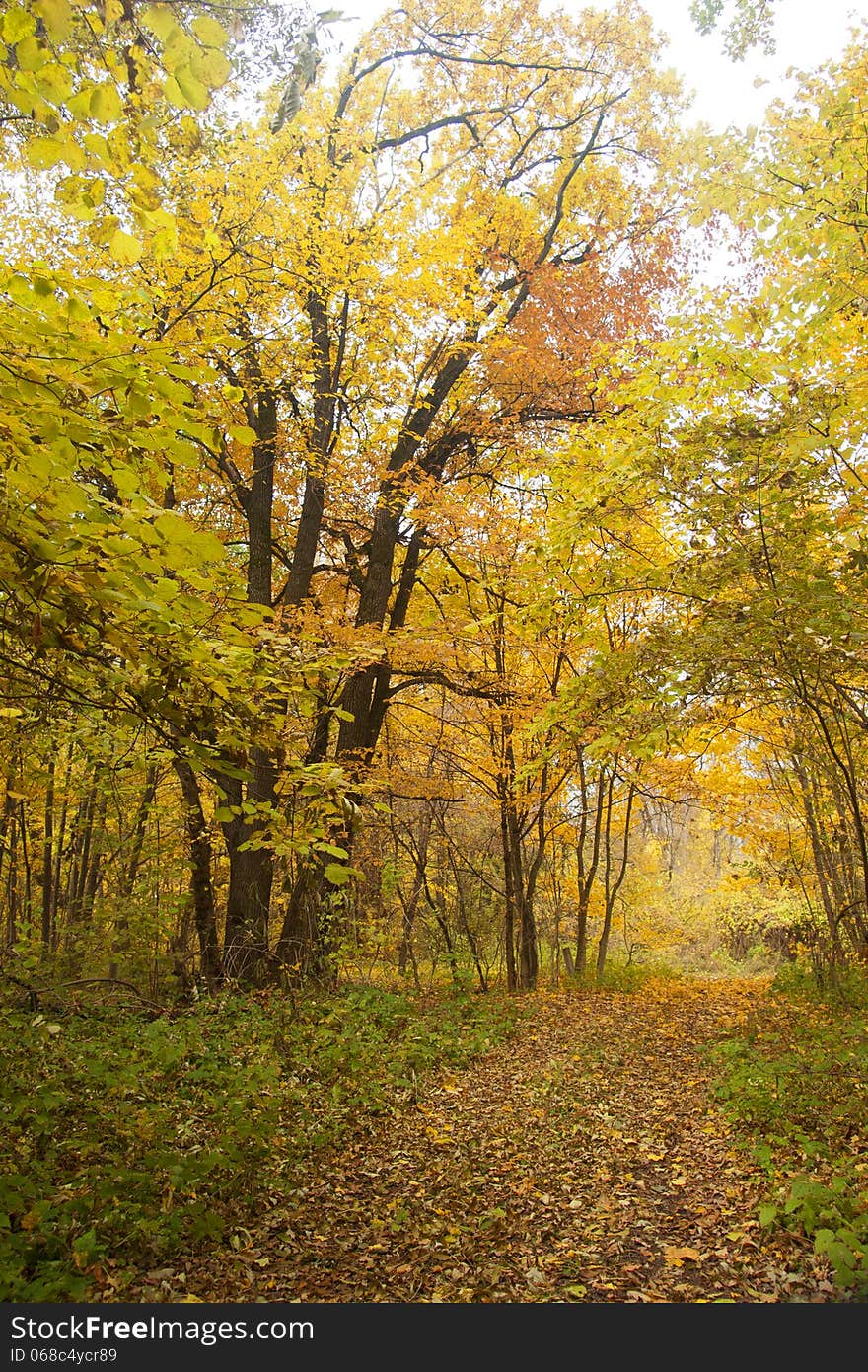 Autumn wood