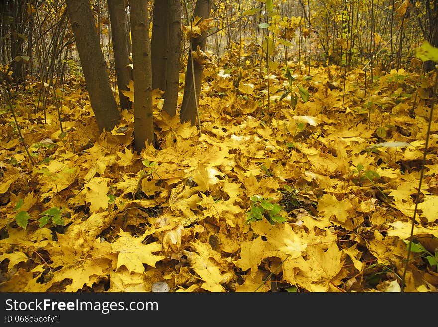 Autumn patterns