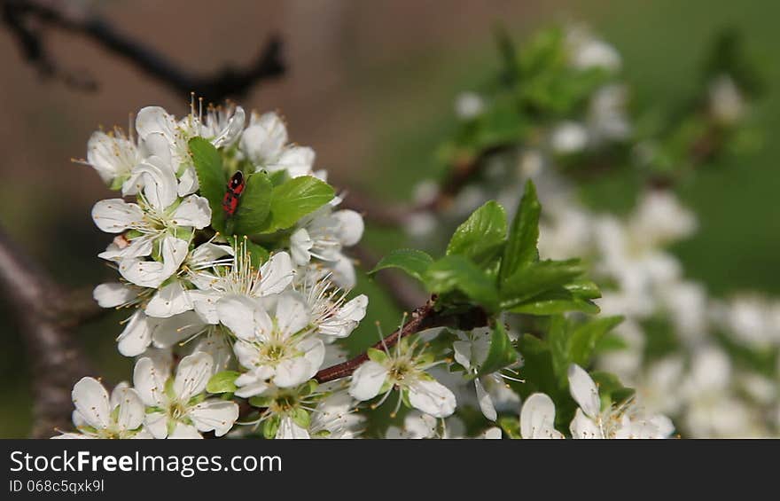 Plum flowers with red bug