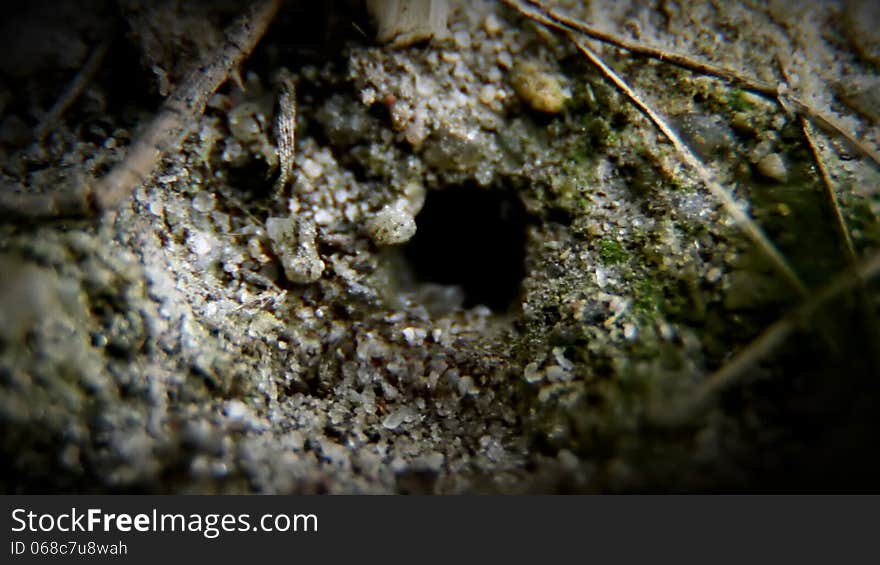 Ants move from the nest. Ants move from the nest