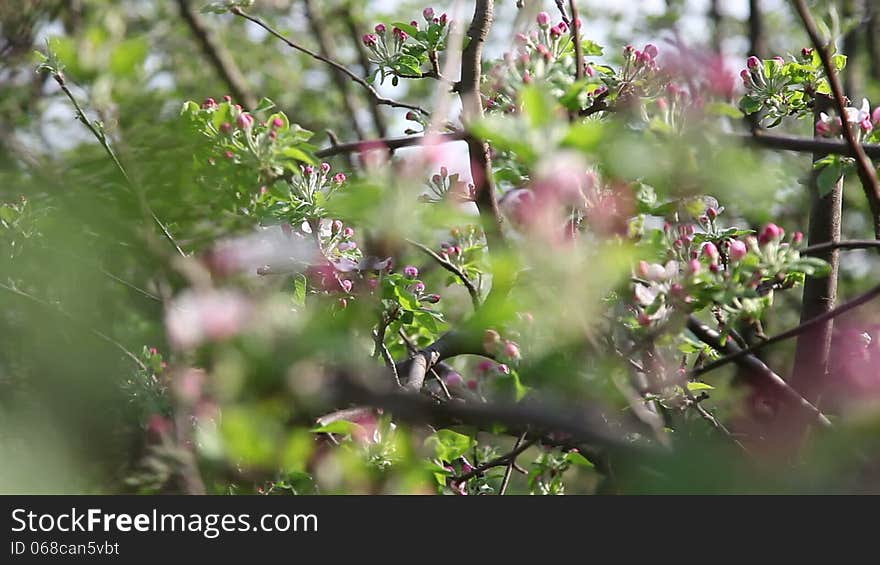 Plum flowers with red bug