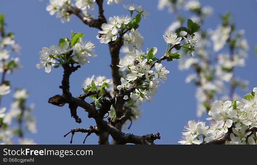 Plum flowers