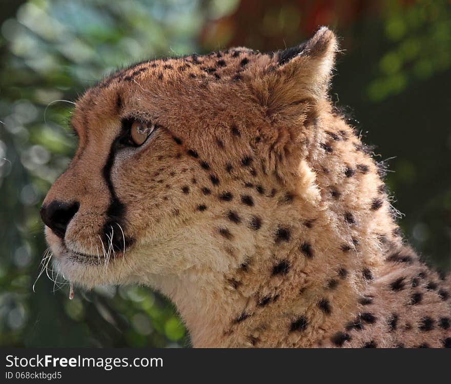 Close up profile face portrait of wild cheetah