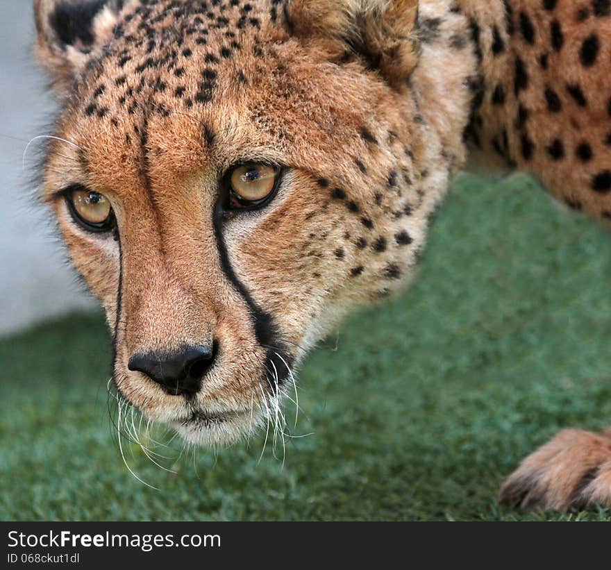 Close up face portrait of wild cheetah