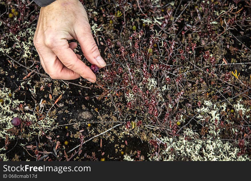 Picking cranberries