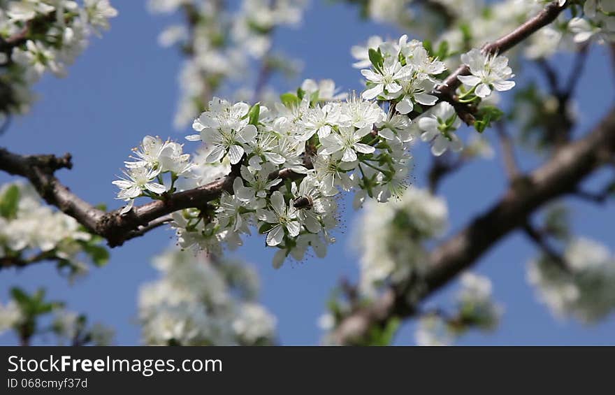 Plum tree in the spring with honeybee. Plum tree in the spring with honeybee