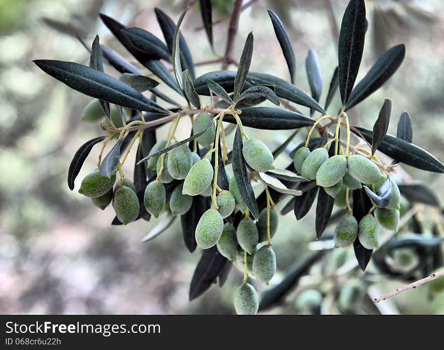 Green Olives