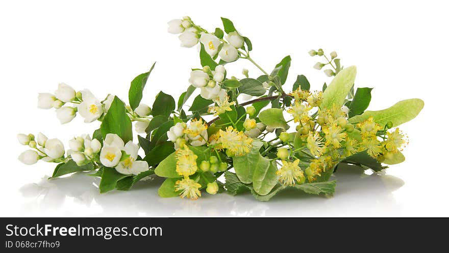 Blossoming branches of a jasmine and the linden isolated on white