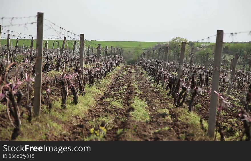 Young vineyards on the wind, spring