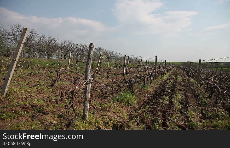 Pan shot of young vineyards in the spring