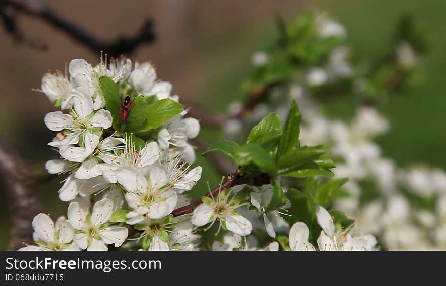 Plum flowers with red bug