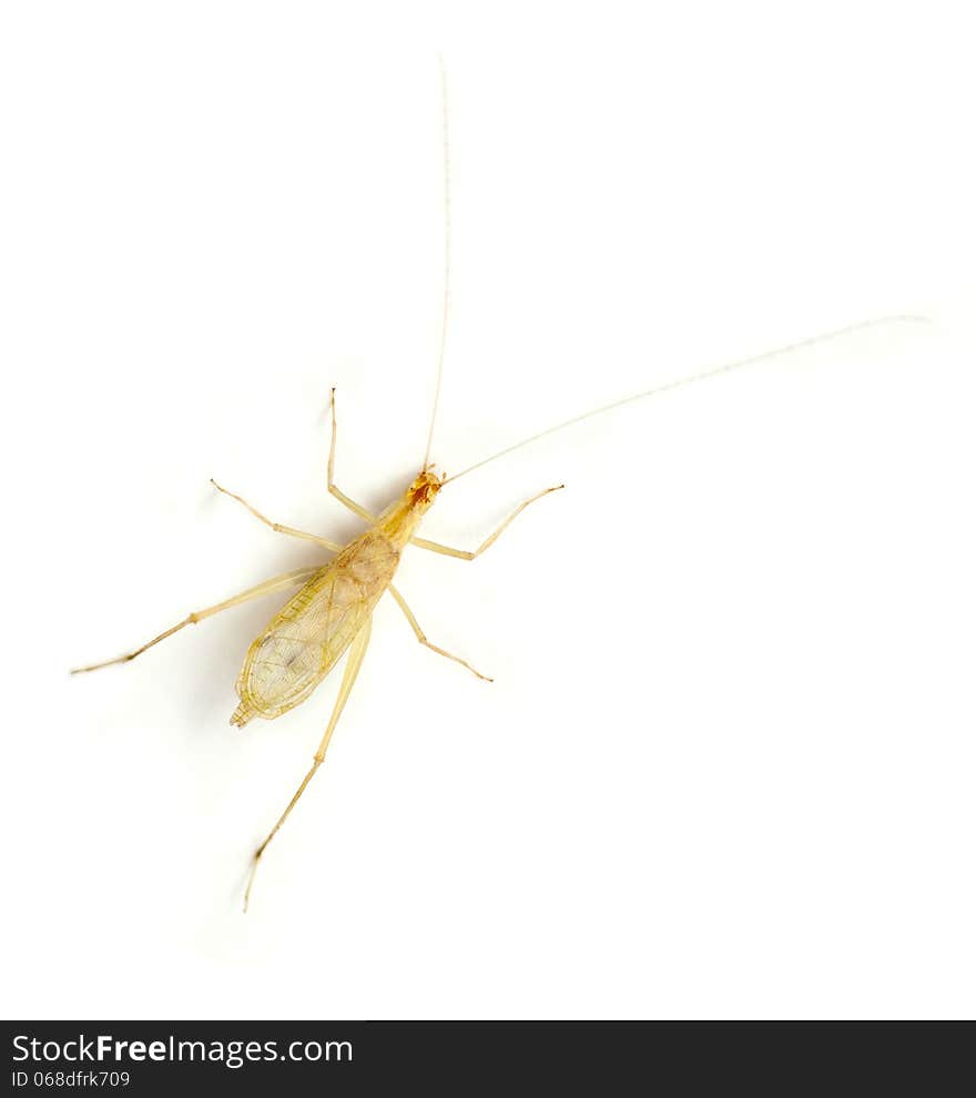 Tree Cricket (Oecanthinae) on a white background