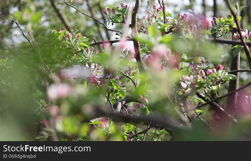 Apple tree in the spring