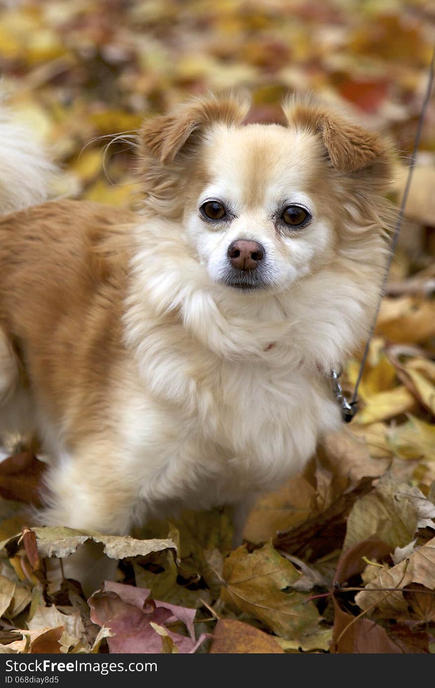 Tan and white long haired chihuahua. Tan and white long haired chihuahua