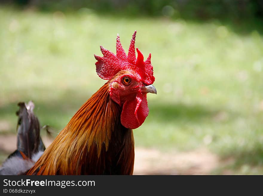 Red crest of rooster head