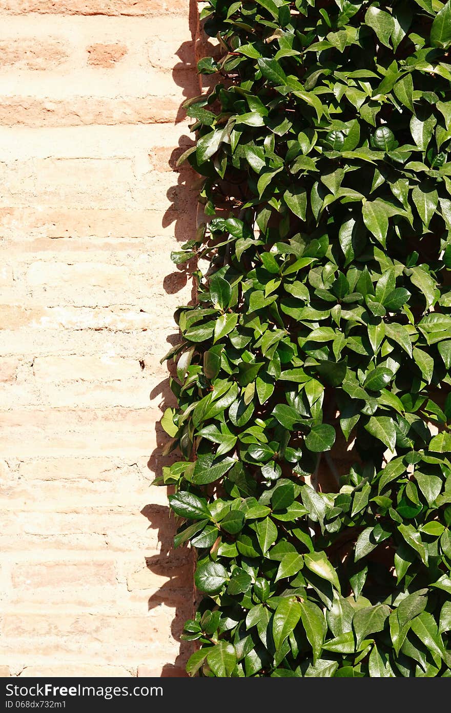 Closeup of green leaves on brick wall. Nice background. Closeup of green leaves on brick wall. Nice background