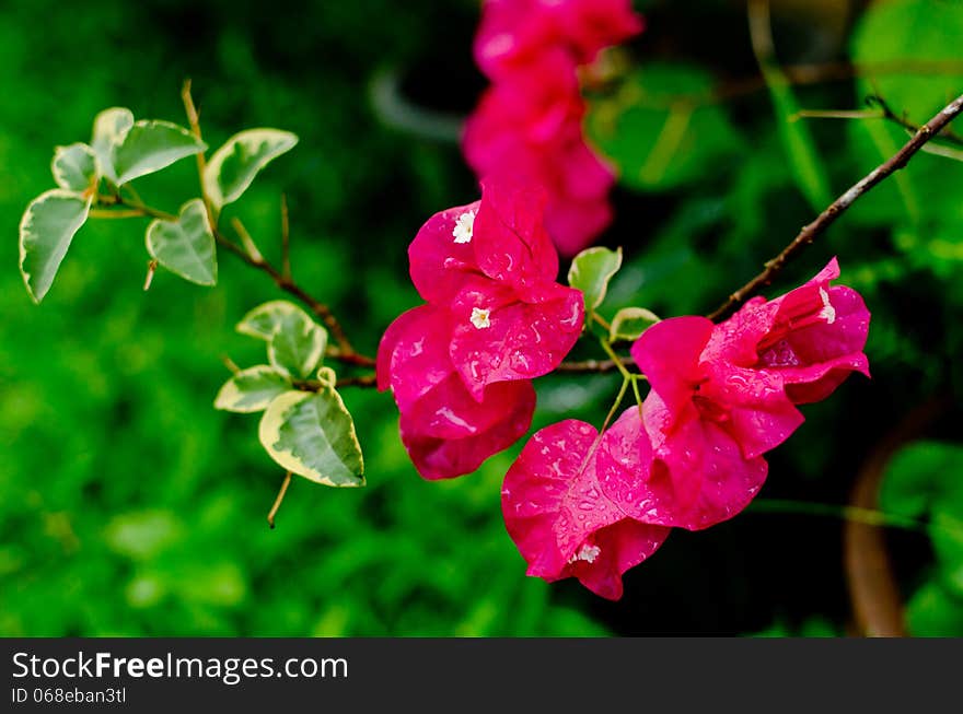 General pink bougainvillea flowers.