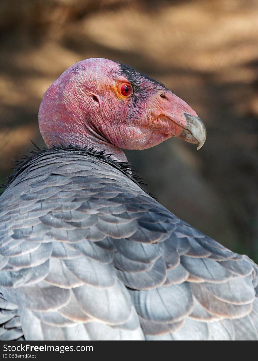 Close Up Detail Of California Condor In Profile