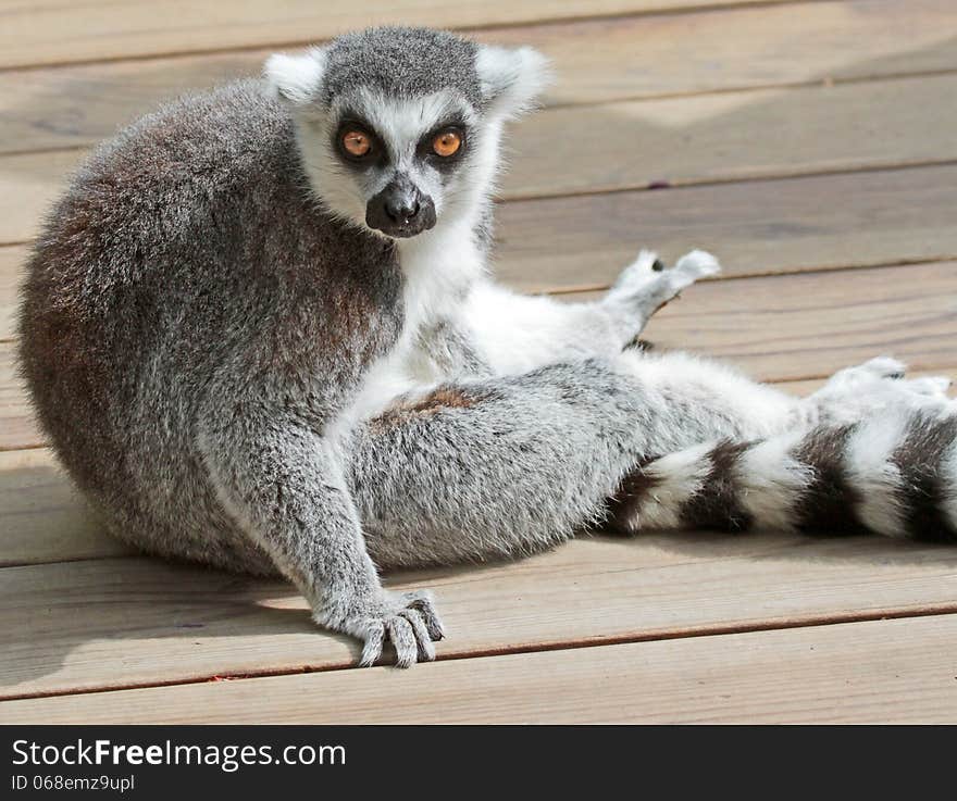 Ring-tailed Lemur Sitting On Wood Deck