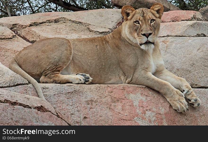 Female Lion Sitting On Rocky Ledge. Female Lion Sitting On Rocky Ledge