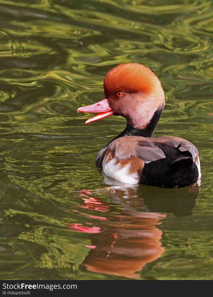 Cute Red Crested Pouchard Duck Swimming In Green Water With Open Mputh