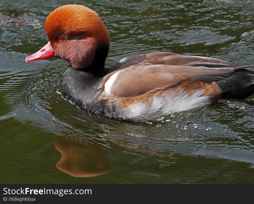 Cute Red Crested Pouchard Duck Swimming In Green Water