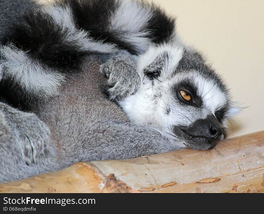 Close Up Detail Of Sleepy Ring-tailed Lemur