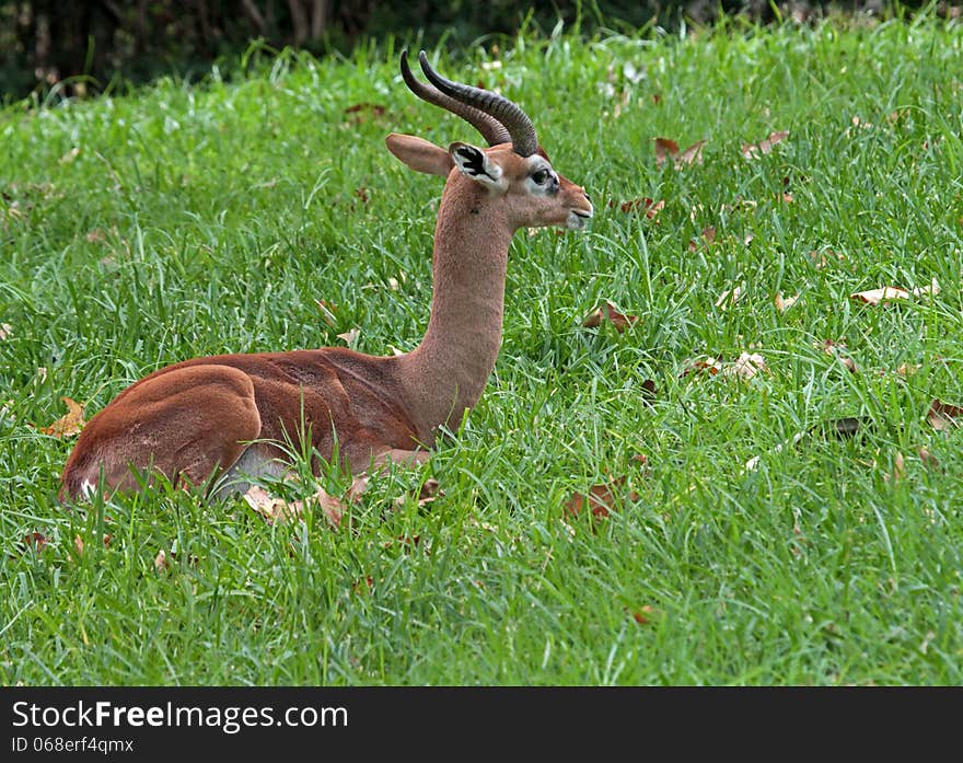 Male Gerenuk Profile Sitting In Green Grass