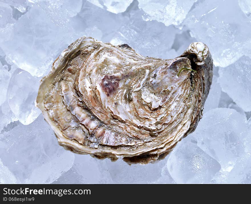 Closed oyster on ice