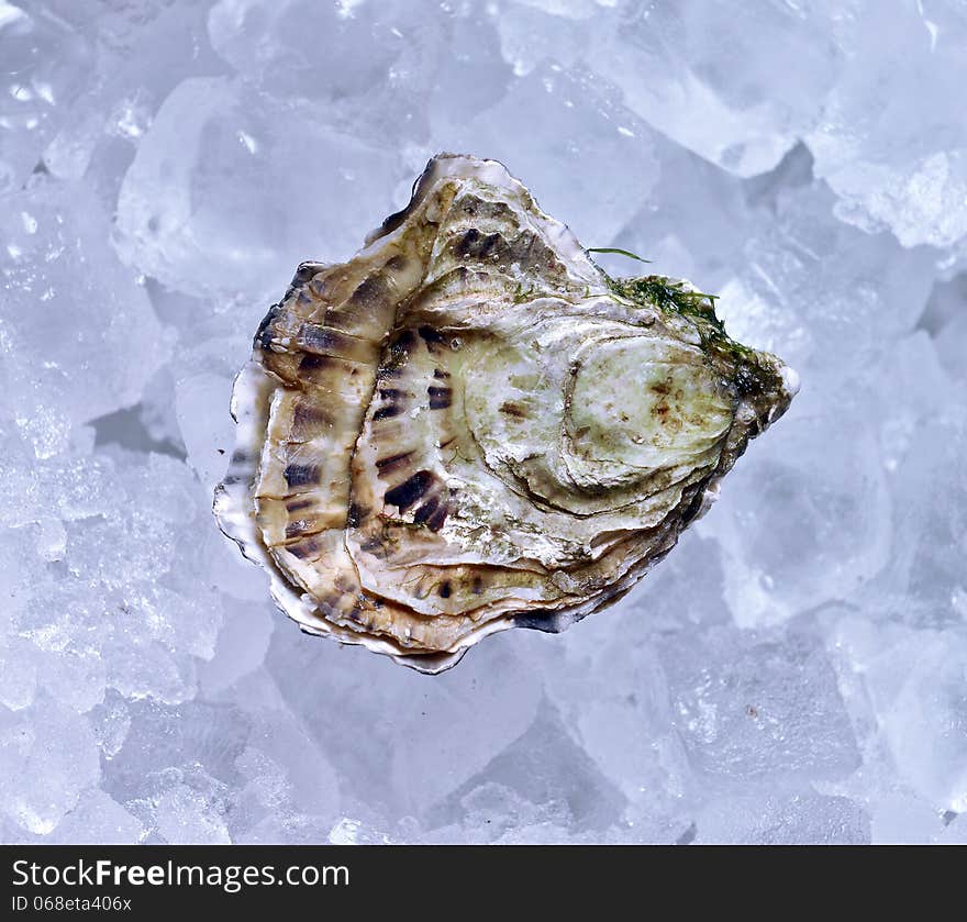 Closed oyster on ice