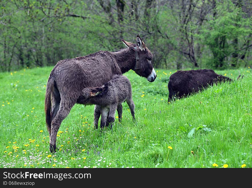 Little donkey sucking milk from mother