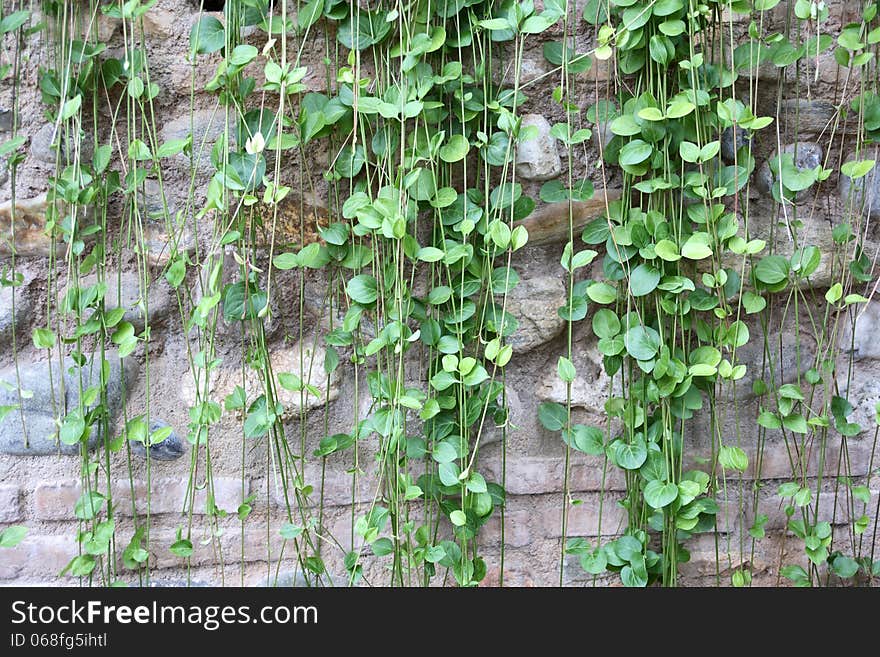 Nice green ivy hanging on old stone wall. Good background. Nice green ivy hanging on old stone wall. Good background