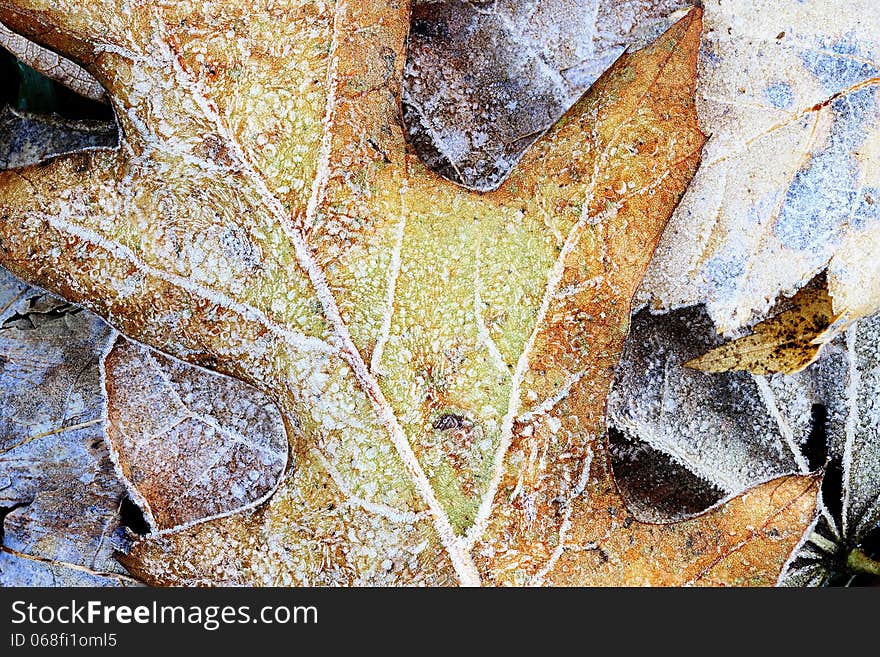 Abstract macro of a frozen leaf. Abstract macro of a frozen leaf.